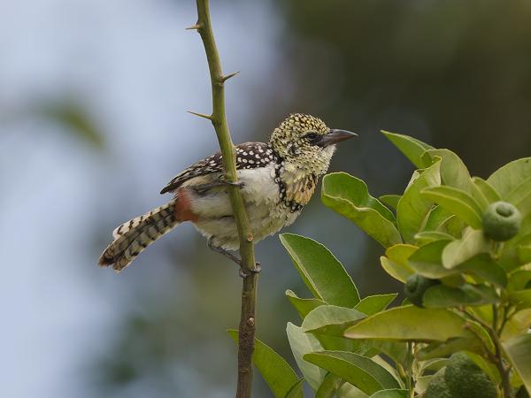 <h3><a href="/trips/tanzania/biota/animalia/chordata/aves/piciformes/lybiidae/trachyphonus usambiro/trachyphonus usambiro-nl.html">Trachyphonus&nbsp;usambiro</a> / D'arnaud's&nbsp;barbet / D'arnauds&nbsp;baardvogel</h3>OM-1 Mark II met OLYMPUS M.150-400mm F4.5, 1/2000 sec  bij F4.5, ISO 400, afstand 18.8&nbsp;m